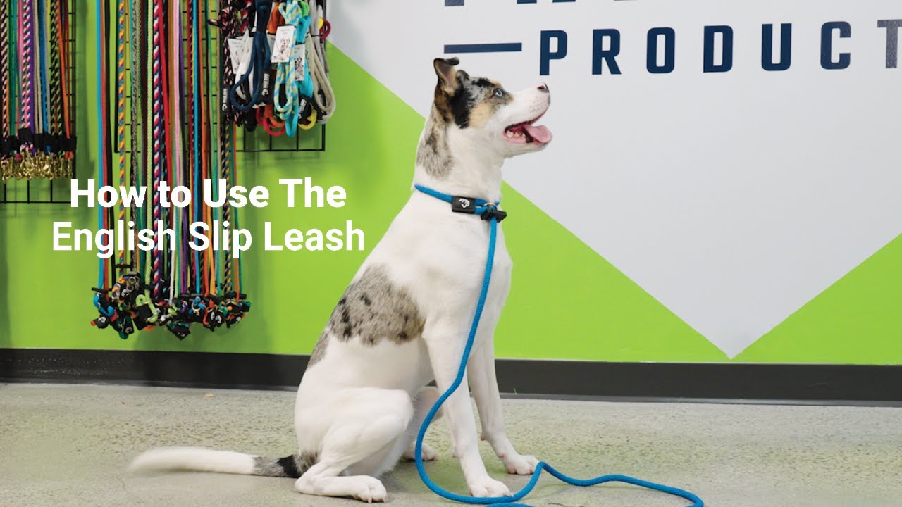 How to Use an English Slip Leash: Simple & Effective Dog Handling