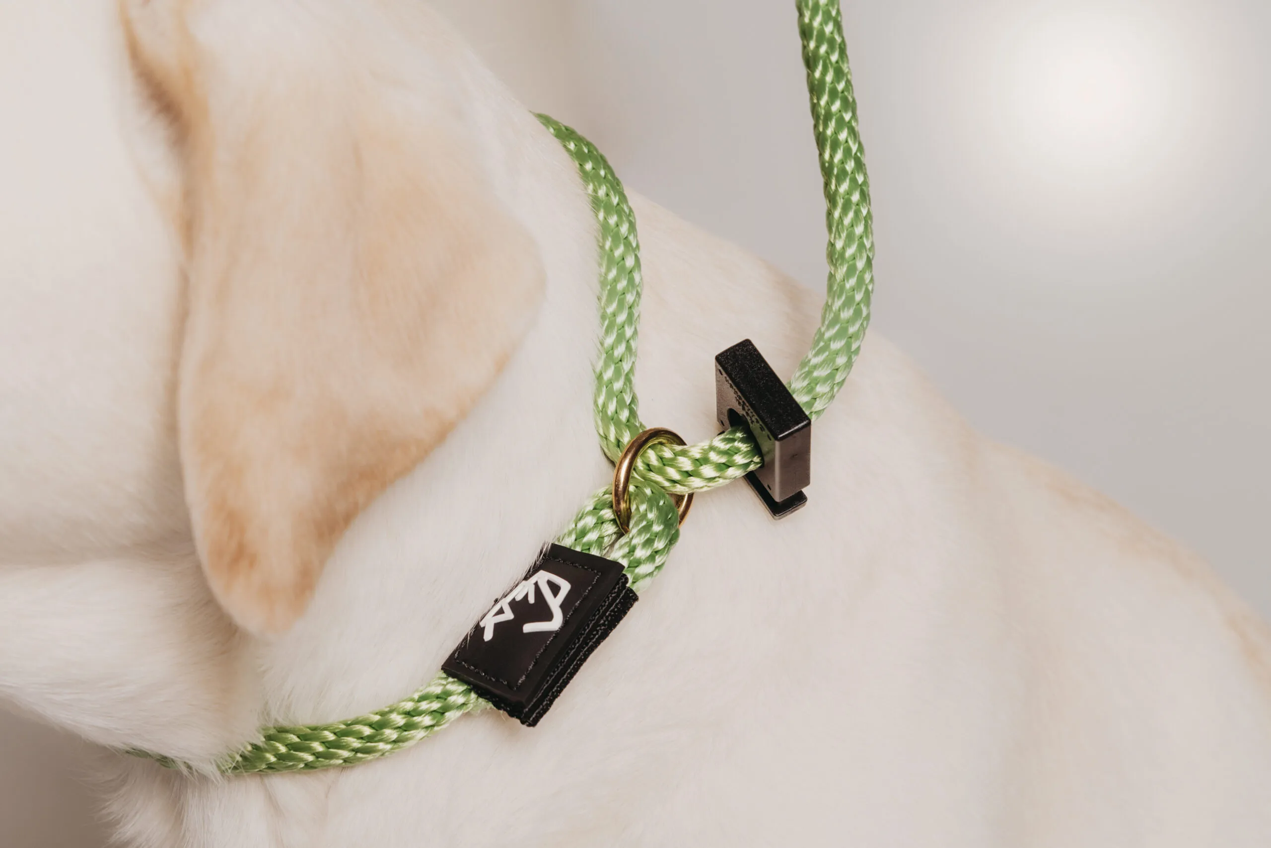 Close-up of a white dog wearing a green slip lead.