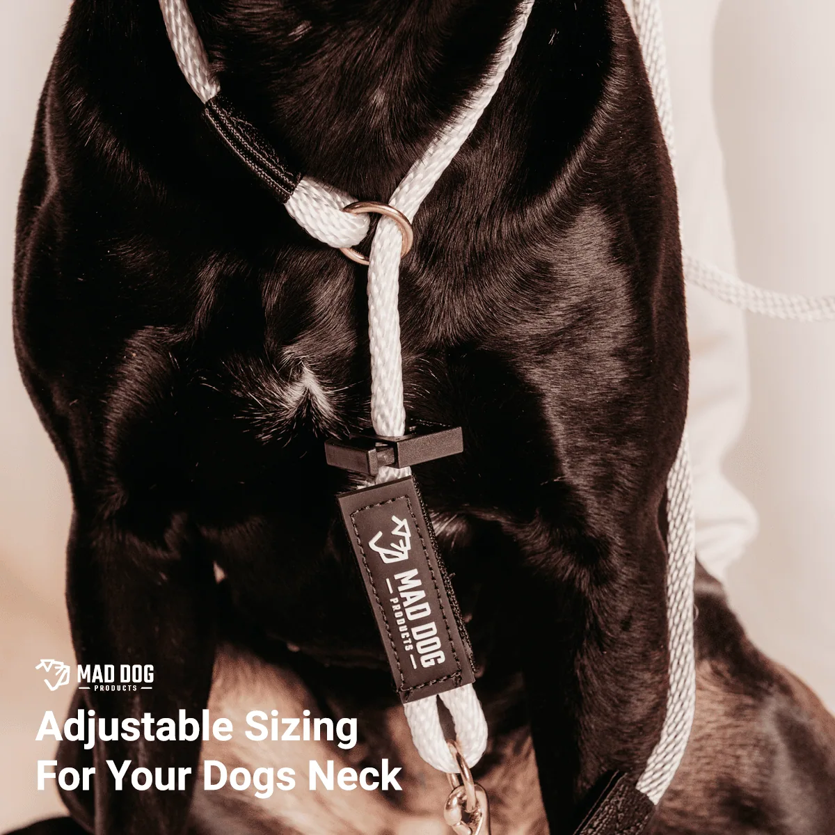 Black dog wearing an adjustable white rope slip lead.